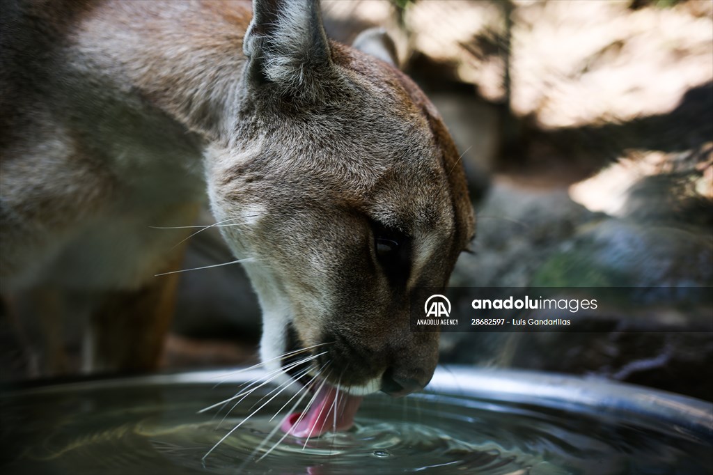 Senda Verde wildlife sanctuary in Bolivia