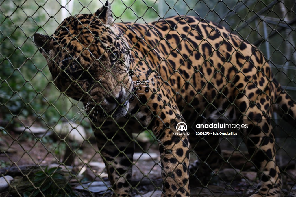 Senda Verde wildlife sanctuary in Bolivia