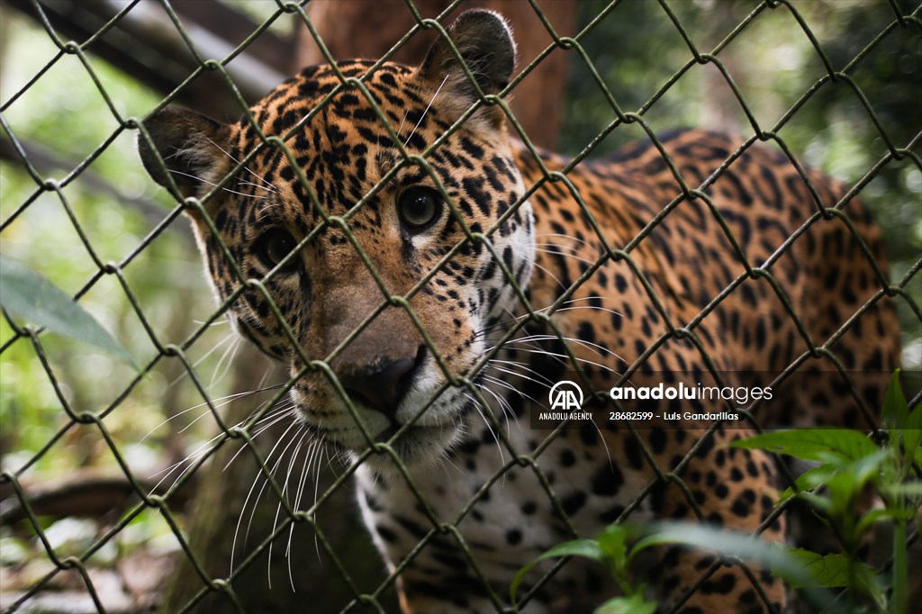 Senda Verde wildlife sanctuary in Bolivia