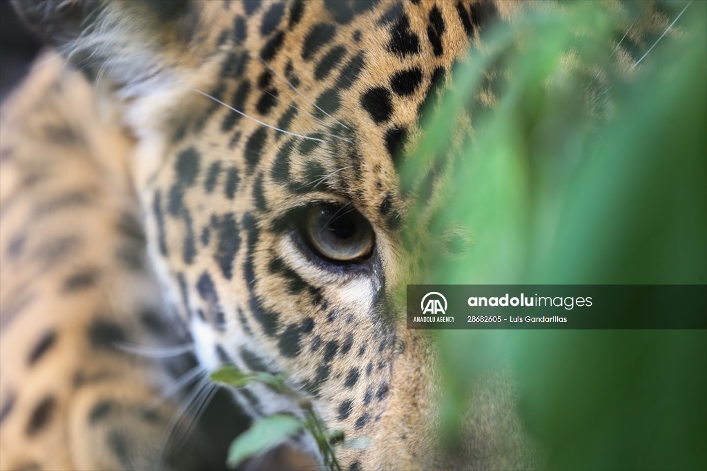 Senda Verde wildlife sanctuary in Bolivia