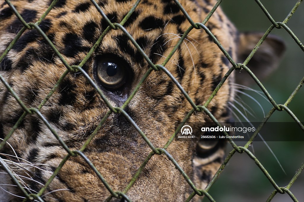 Senda Verde wildlife sanctuary in Bolivia