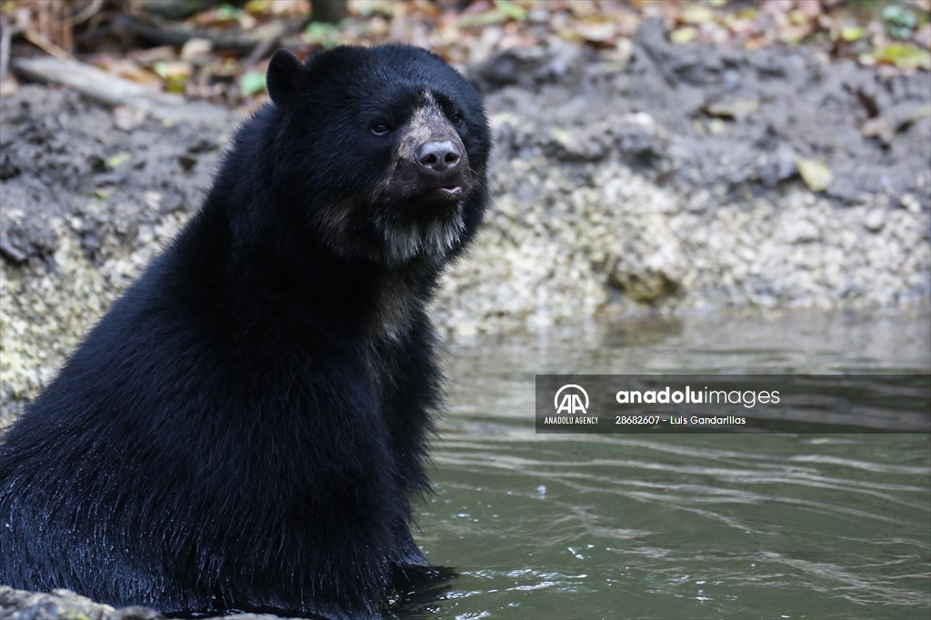 Senda Verde wildlife sanctuary in Bolivia