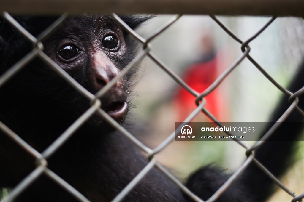 Senda Verde wildlife sanctuary in Bolivia
