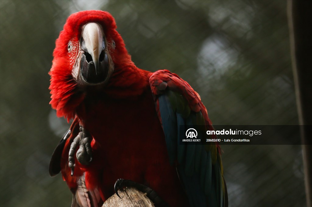 Senda Verde wildlife sanctuary in Bolivia