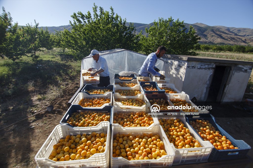Malatya'dan 20 günde 16 milyon dolarlık kuru kayısı ihracatı