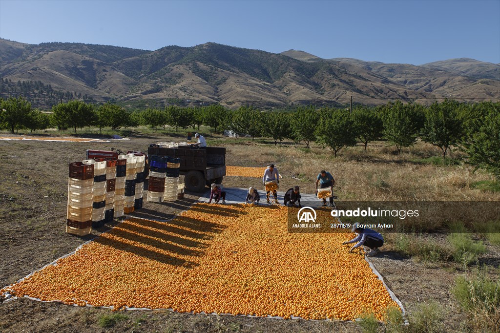 Malatya'dan 20 günde 16 milyon dolarlık kuru kayısı ihracatı