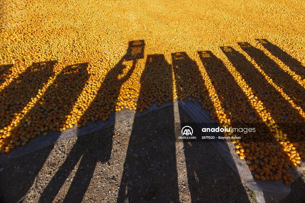 Malatya'dan 20 günde 16 milyon dolarlık kuru kayısı ihracatı