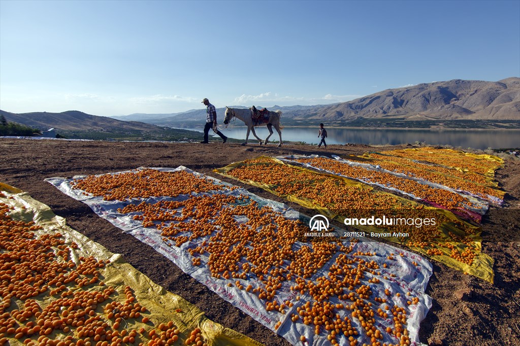 Malatya'dan 20 günde 16 milyon dolarlık kuru kayısı ihracatı