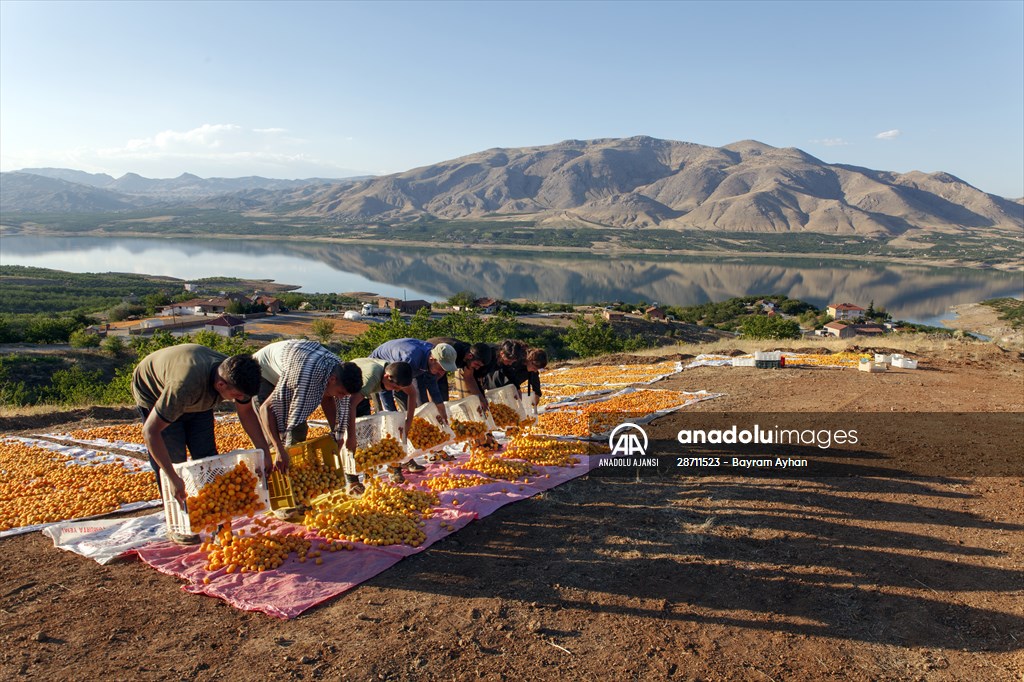 Malatya'dan 20 günde 16 milyon dolarlık kuru kayısı ihracatı