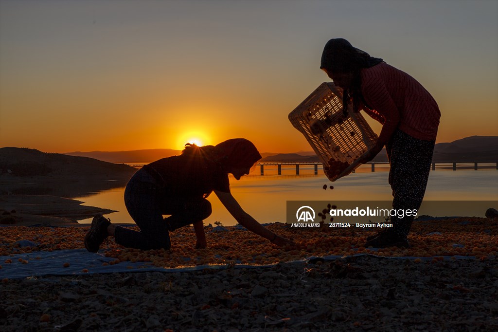 Malatya'dan 20 günde 16 milyon dolarlık kuru kayısı ihracatı