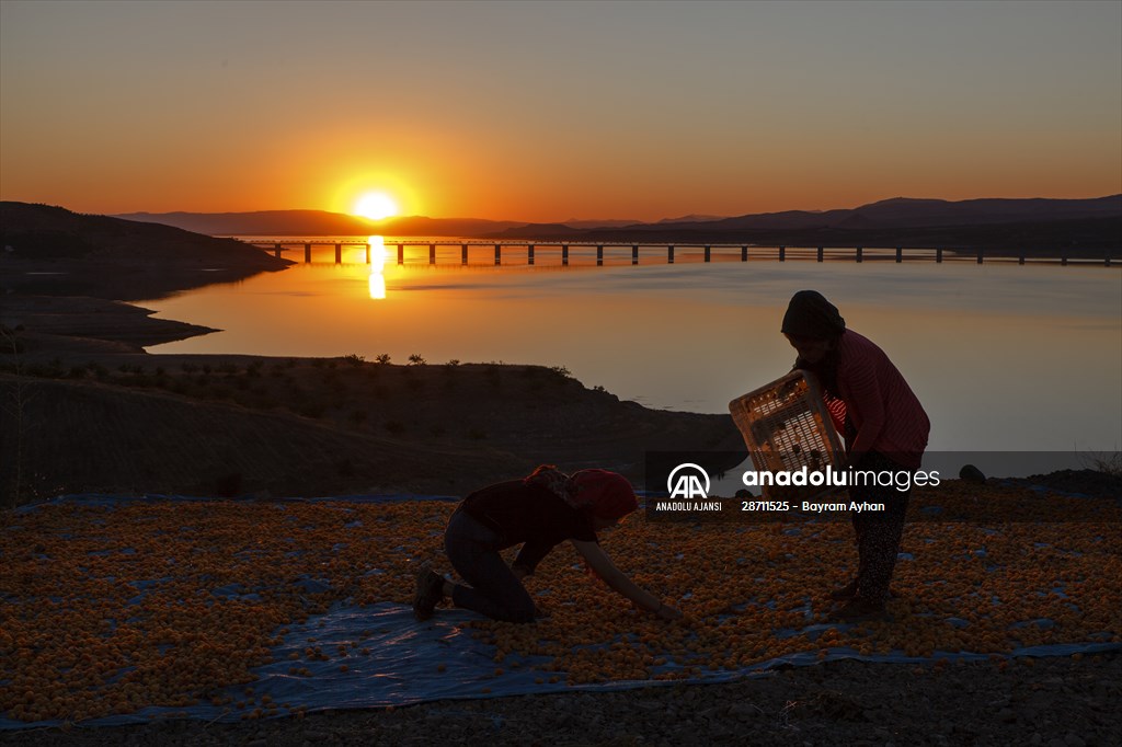Malatya'dan 20 günde 16 milyon dolarlık kuru kayısı ihracatı
