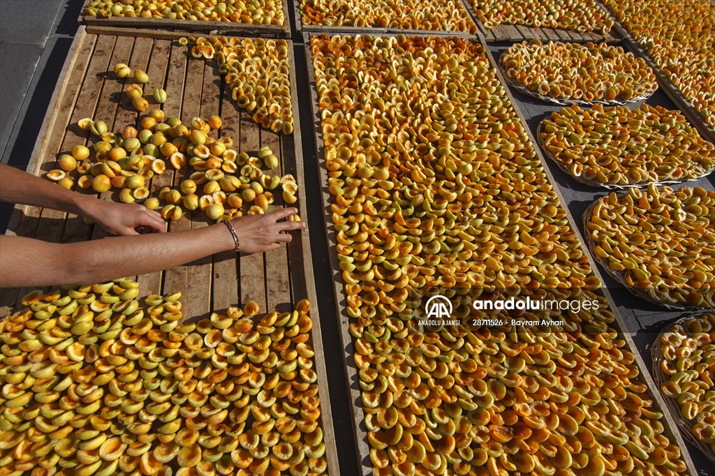 Malatya'dan 20 günde 16 milyon dolarlık kuru kayısı ihracatı