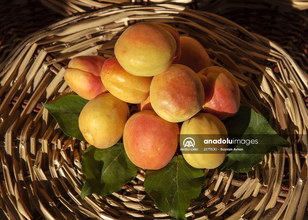 Malatya'dan 20 günde 16 milyon dolarlık kuru kayısı ihracatı