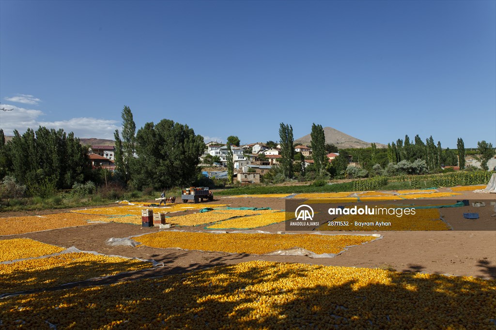 Malatya'dan 20 günde 16 milyon dolarlık kuru kayısı ihracatı