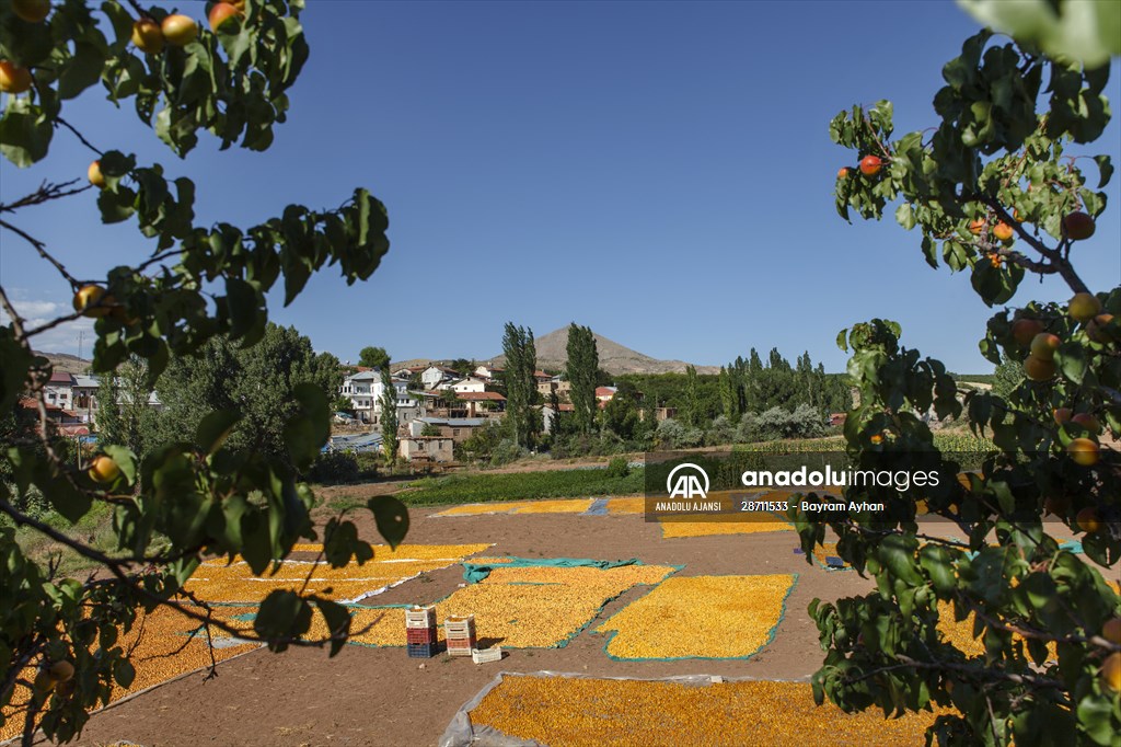 Malatya'dan 20 günde 16 milyon dolarlık kuru kayısı ihracatı
