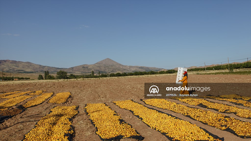 Malatya'dan 20 günde 16 milyon dolarlık kuru kayısı ihracatı