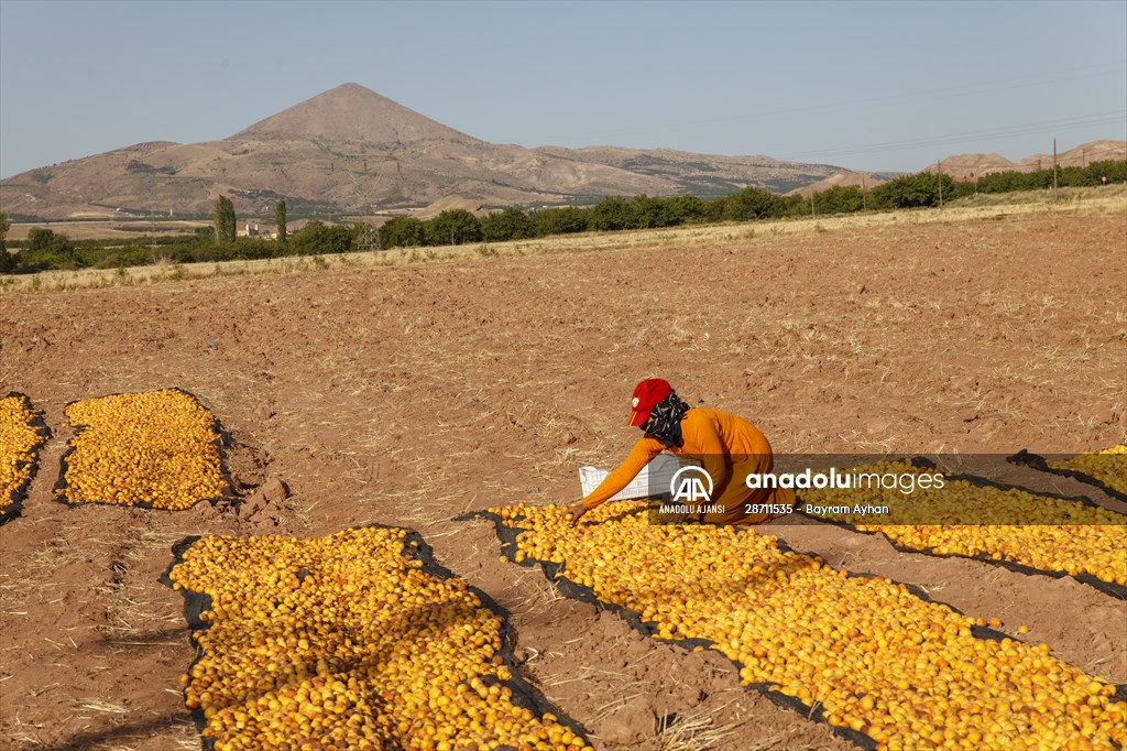 Malatya'dan 20 günde 16 milyon dolarlık kuru kayısı ihracatı