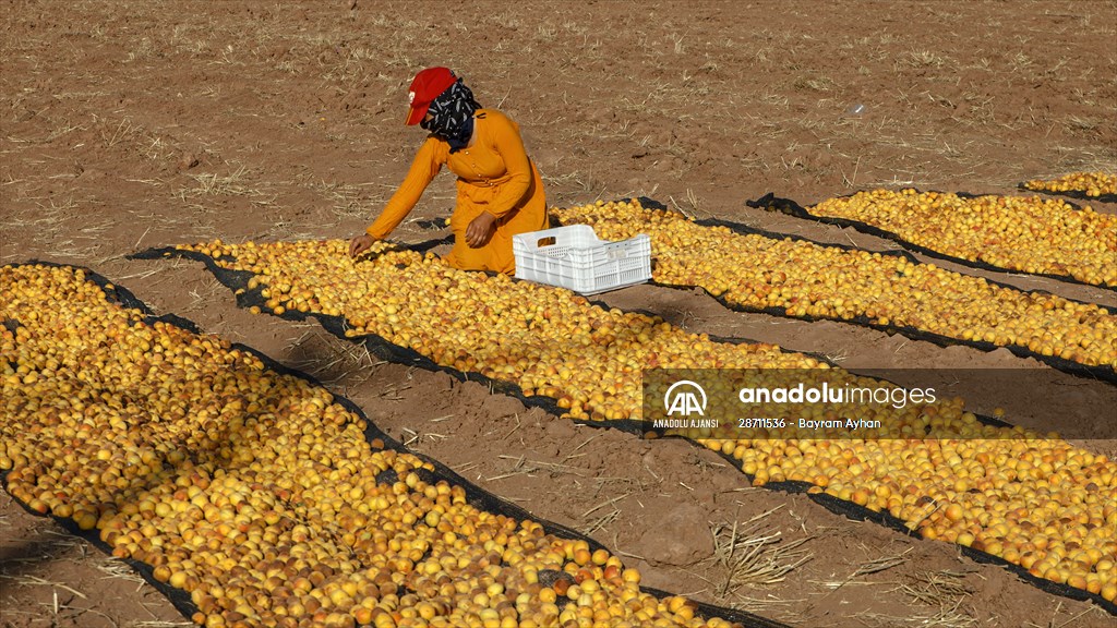 Malatya'dan 20 günde 16 milyon dolarlık kuru kayısı ihracatı