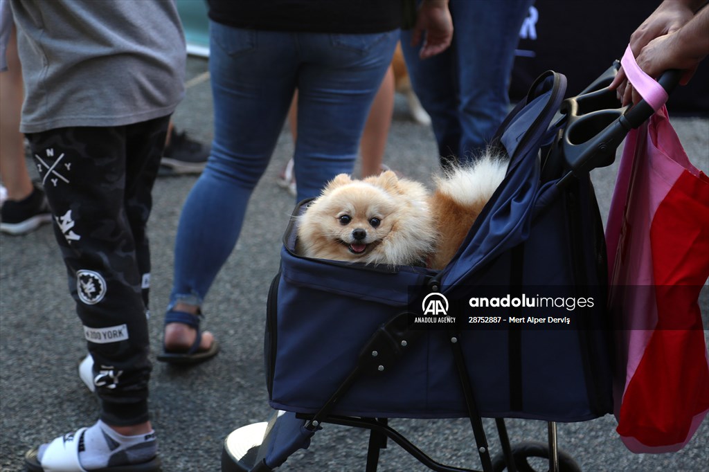 The Day Of The Dog Festival in Canada