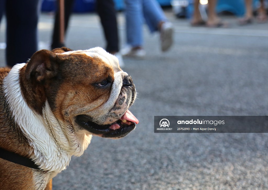 The Day Of The Dog Festival in Canada