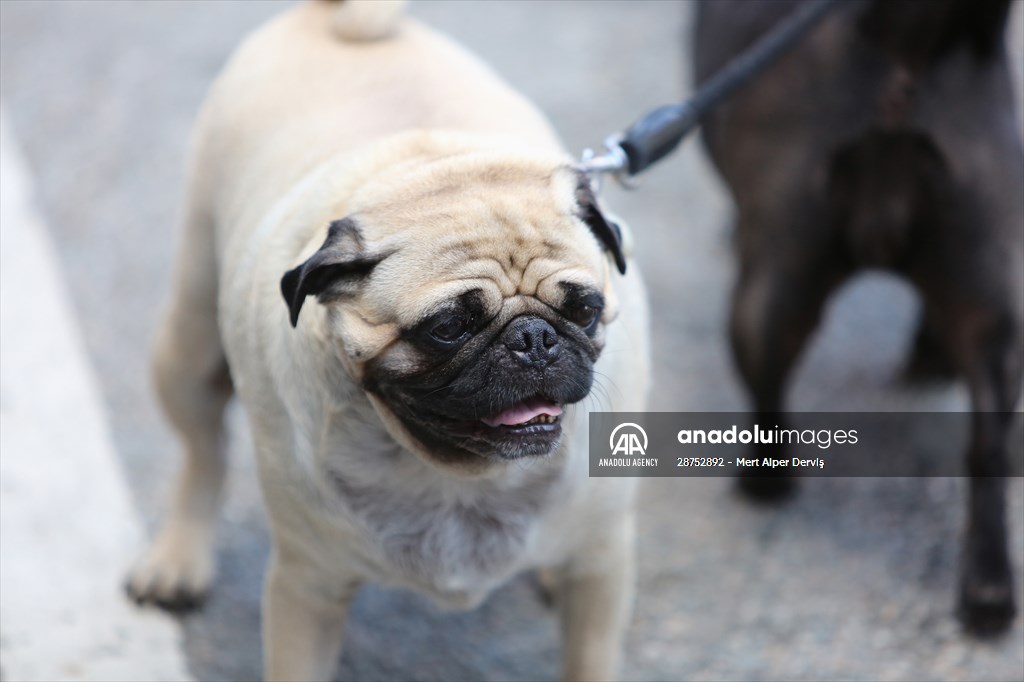 The Day Of The Dog Festival in Canada