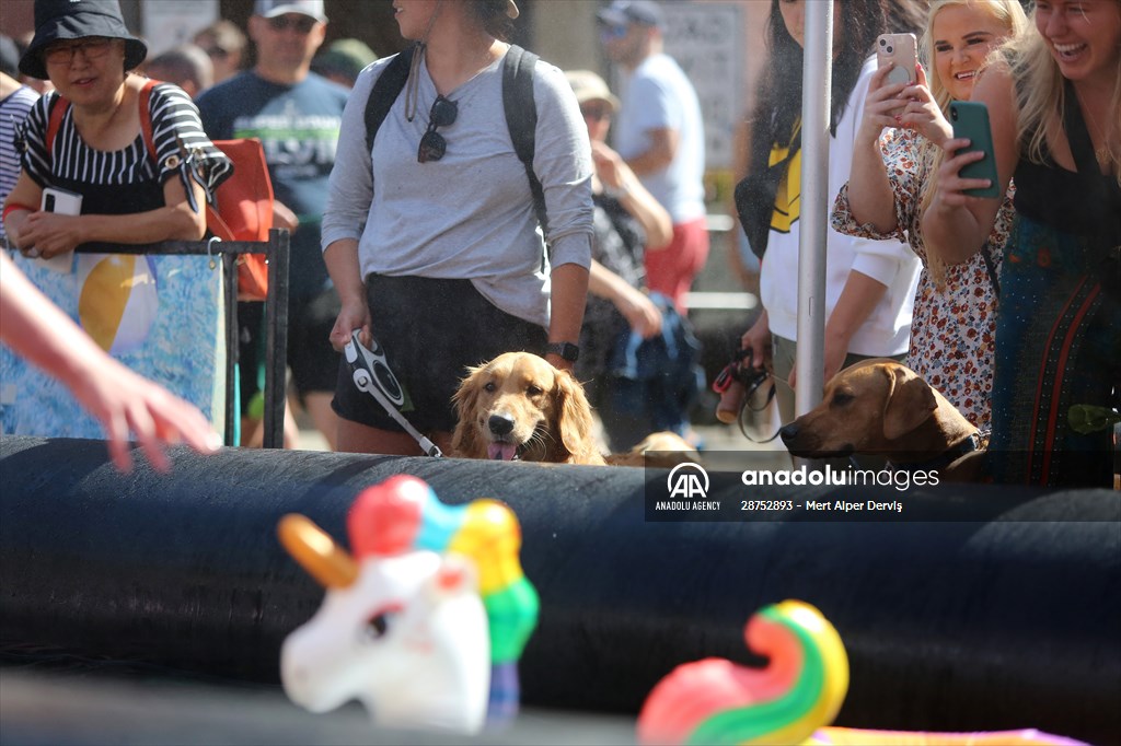 The Day Of The Dog Festival in Canada