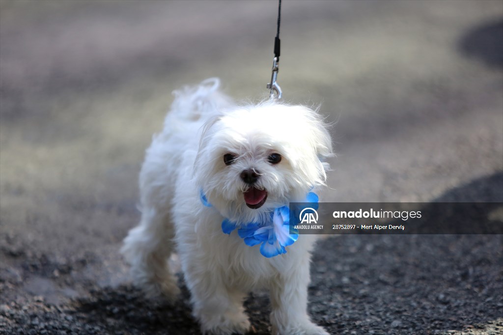 The Day Of The Dog Festival in Canada