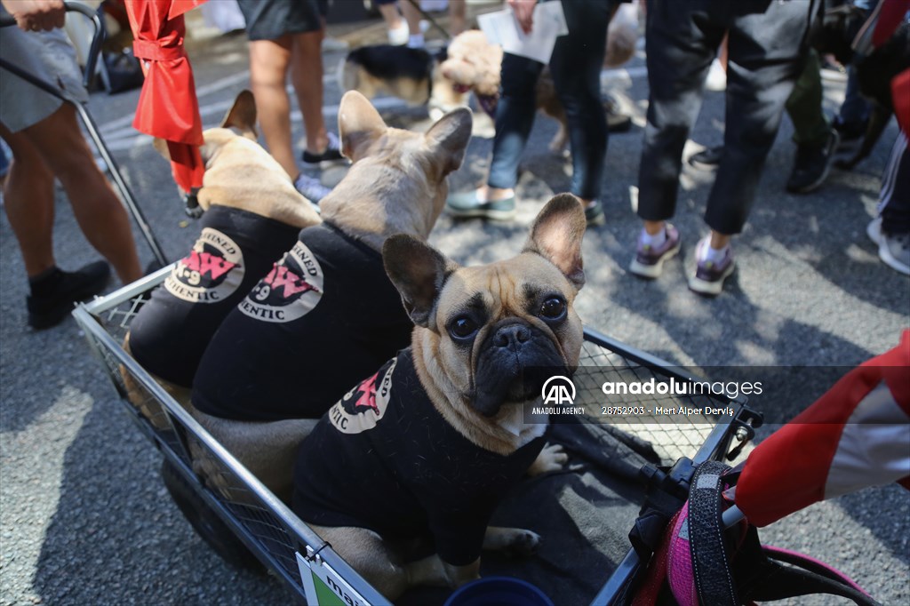 The Day Of The Dog Festival in Canada