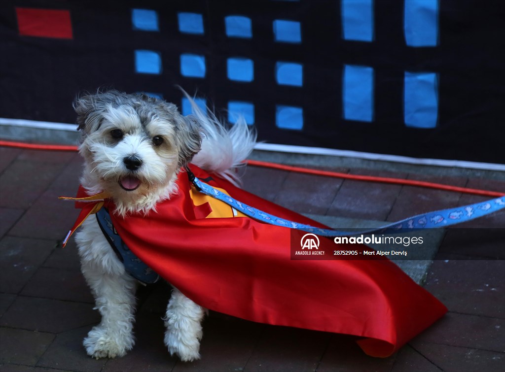 The Day Of The Dog Festival in Canada