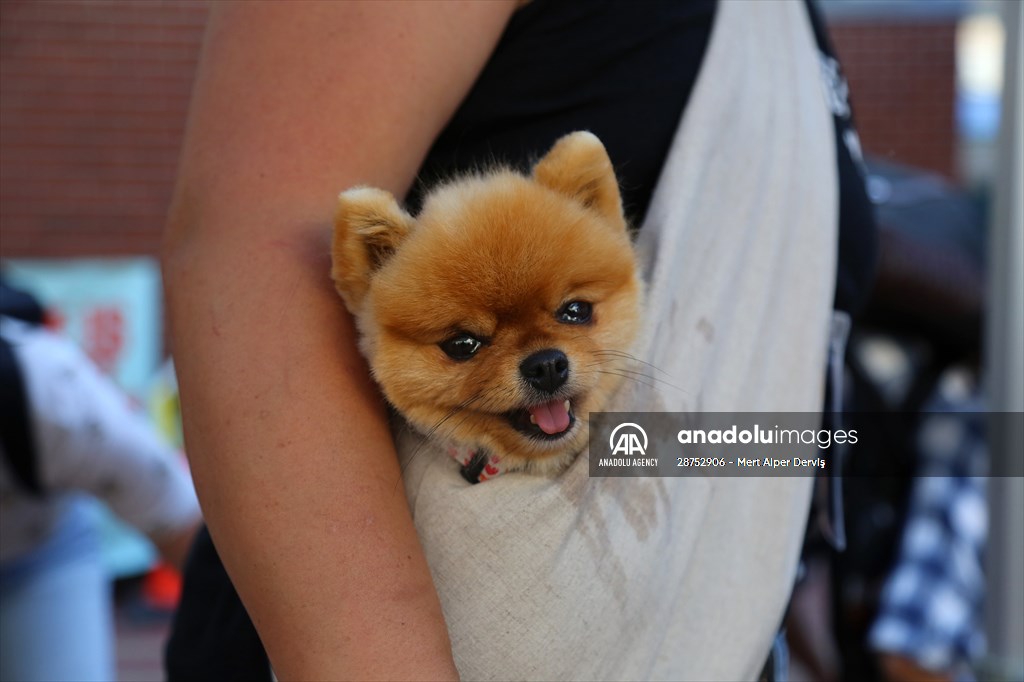 The Day Of The Dog Festival in Canada