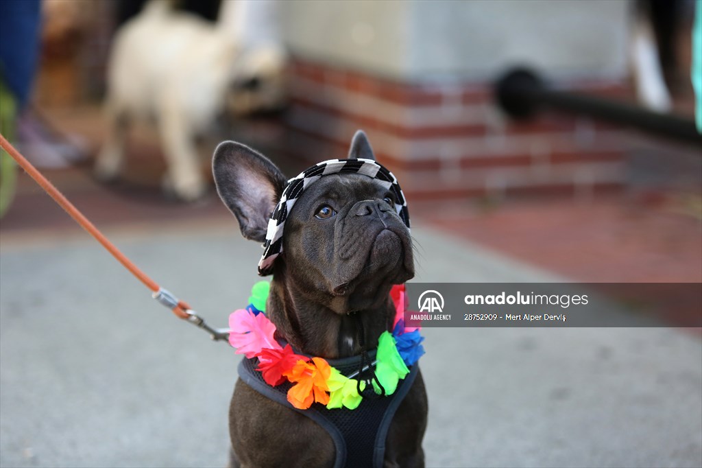 The Day Of The Dog Festival in Canada