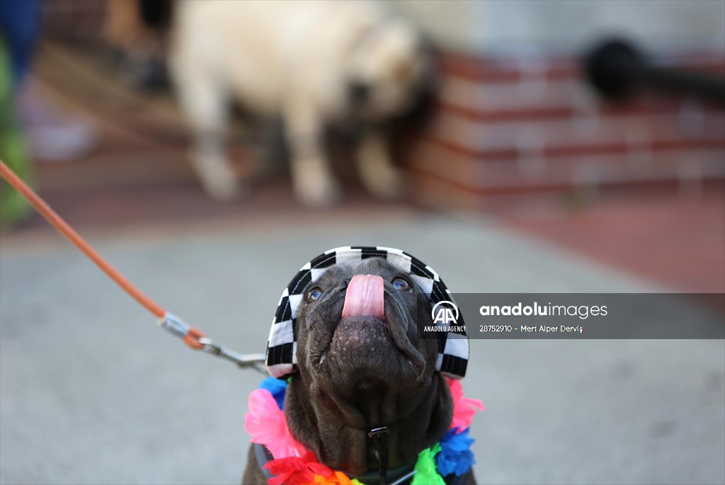 The Day Of The Dog Festival in Canada