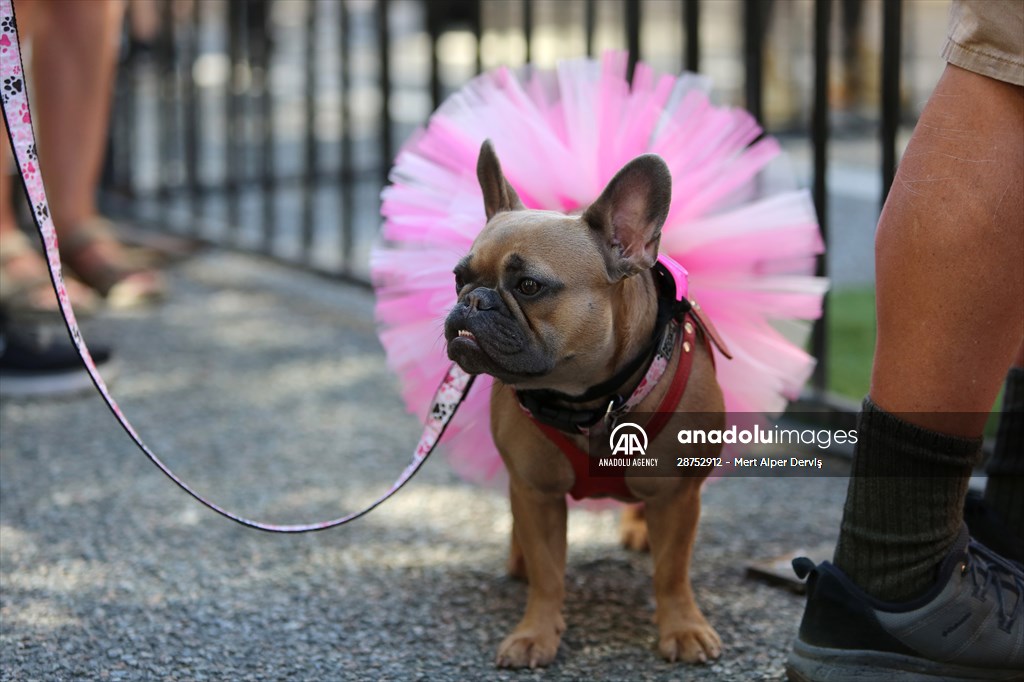 The Day Of The Dog Festival in Canada