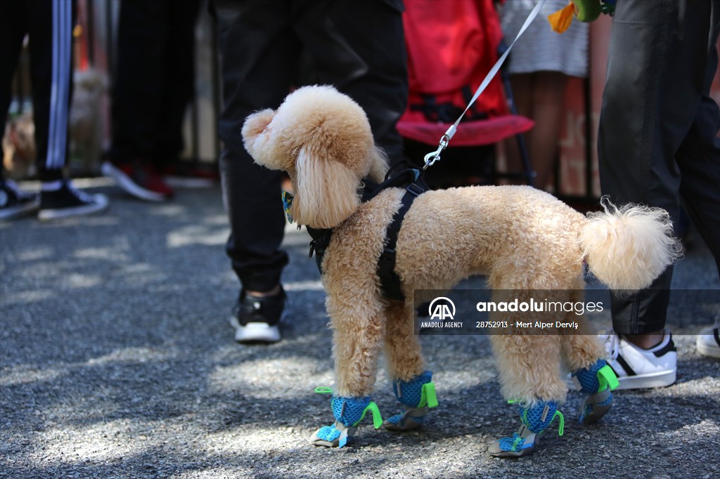 The Day Of The Dog Festival in Canada