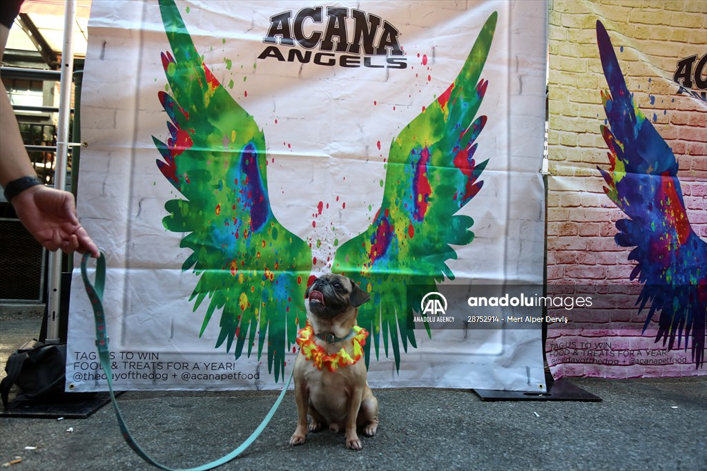 The Day Of The Dog Festival in Canada