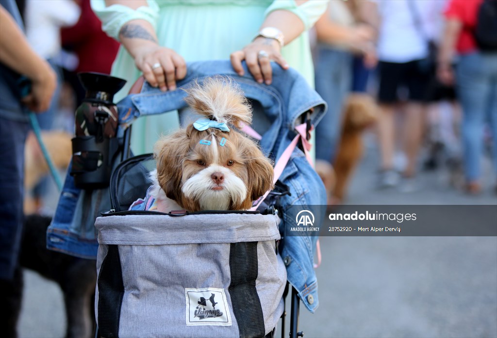 The Day Of The Dog Festival in Canada