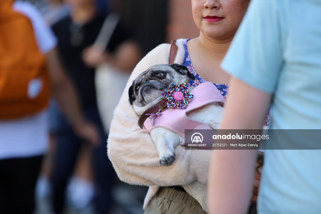 The Day Of The Dog Festival in Canada