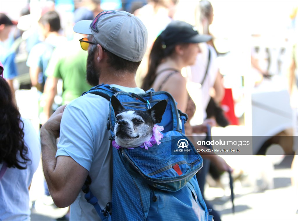 The Day Of The Dog Festival in Canada