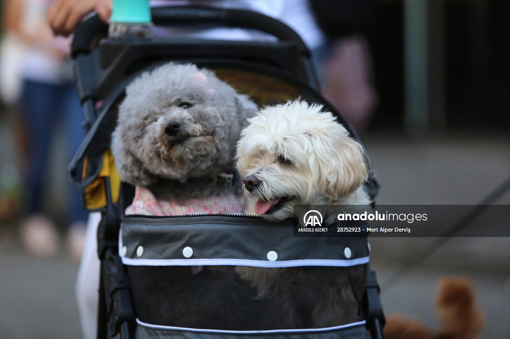 The Day Of The Dog Festival in Canada