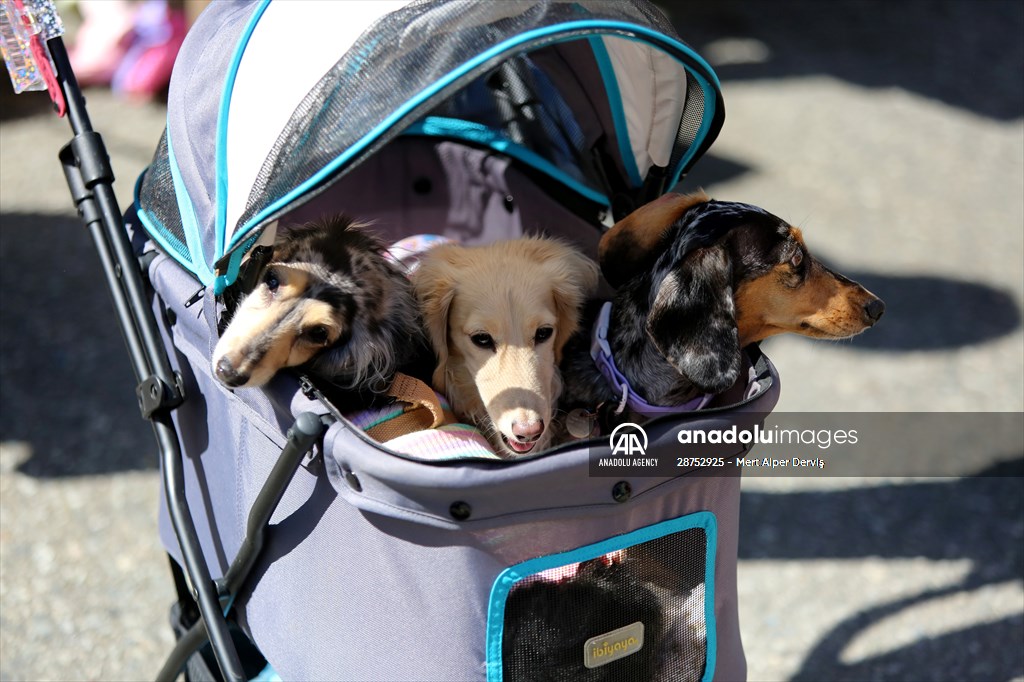 The Day Of The Dog Festival in Canada