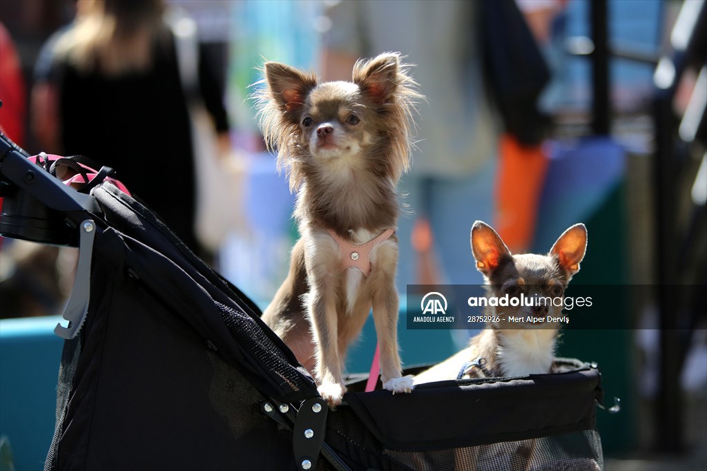 The Day Of The Dog Festival in Canada