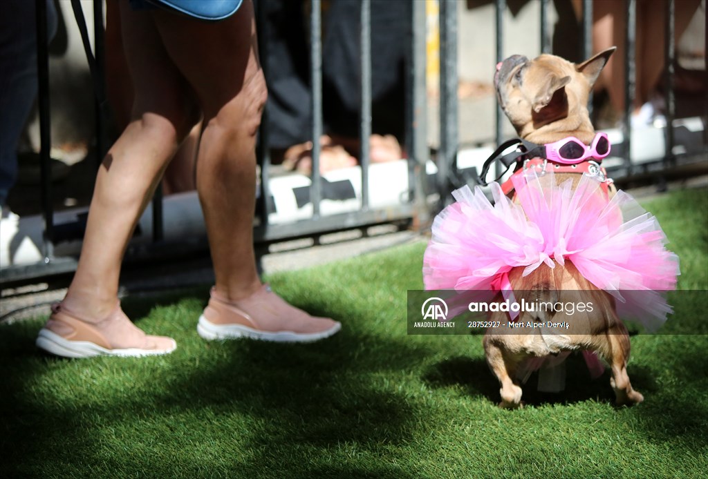 The Day Of The Dog Festival in Canada