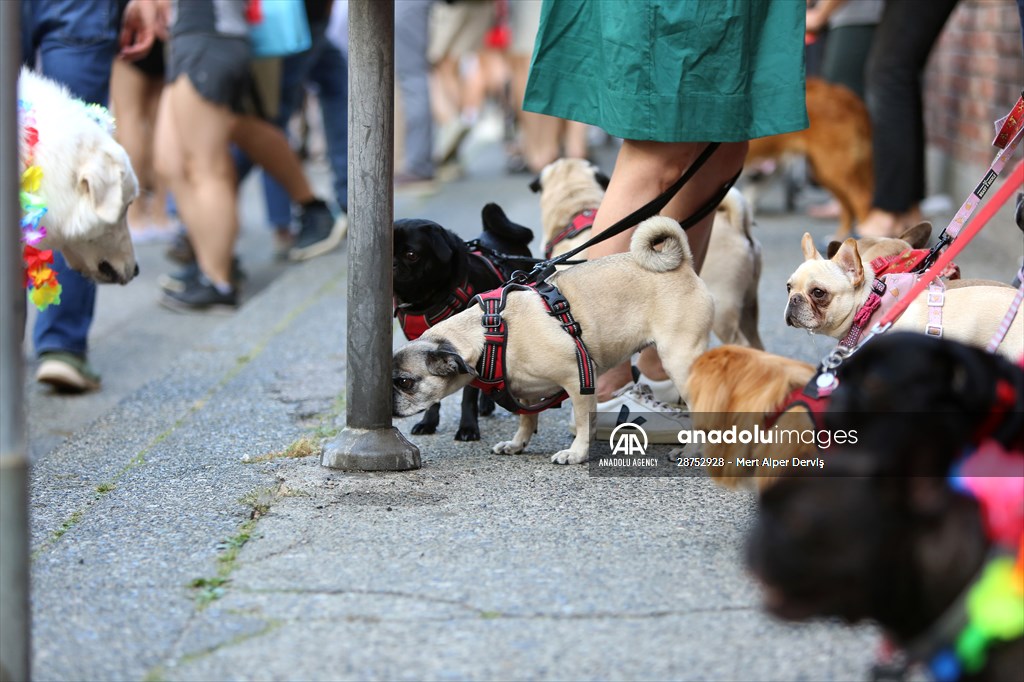 The Day Of The Dog Festival in Canada