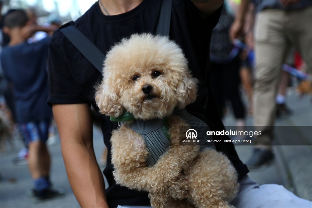 The Day Of The Dog Festival in Canada