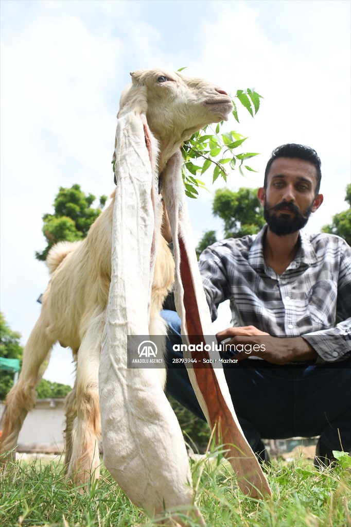 Goat Simba candidate for Guinness Records with 25 inches ears growing day by day