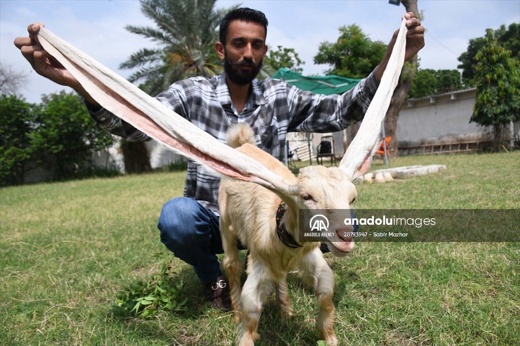 Goat Simba candidate for Guinness Records with 25 inches ears growing day by day