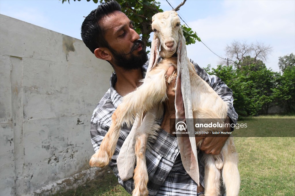 Goat Simba candidate for Guinness Records with 25 inches ears growing day by day