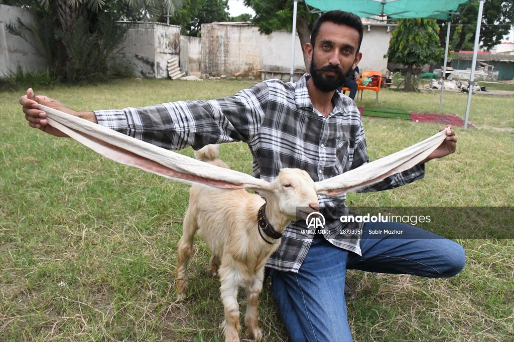 Goat Simba candidate for Guinness Records with 25 inches ears growing day by day