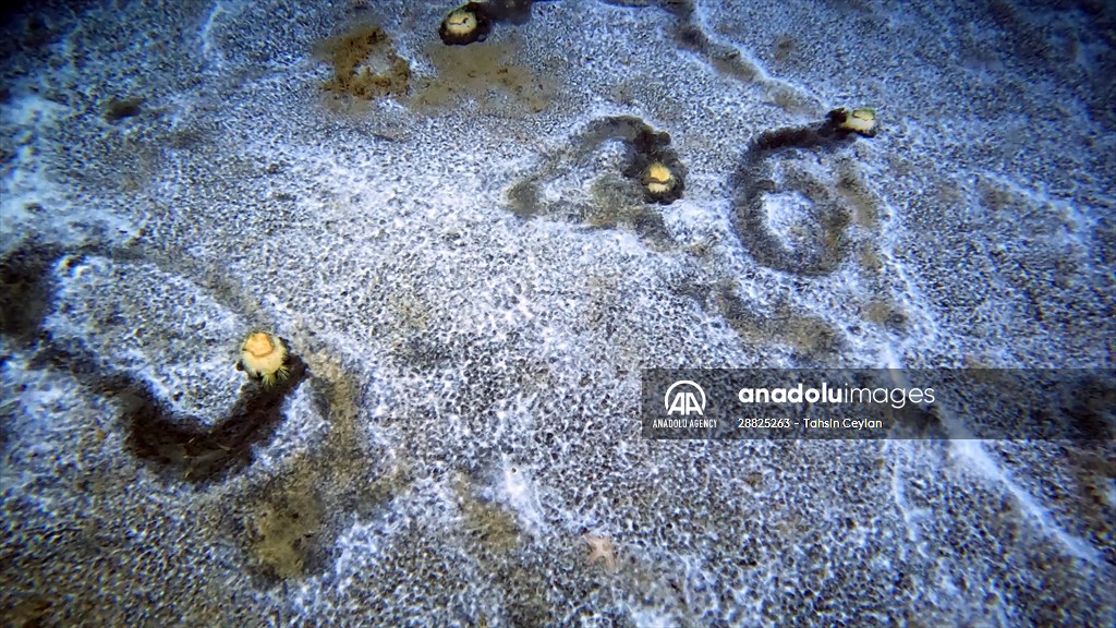Brissopsis lyrifera, species of sea urchins of the Family Brissidae, above the seabed in Gulf of Izmit