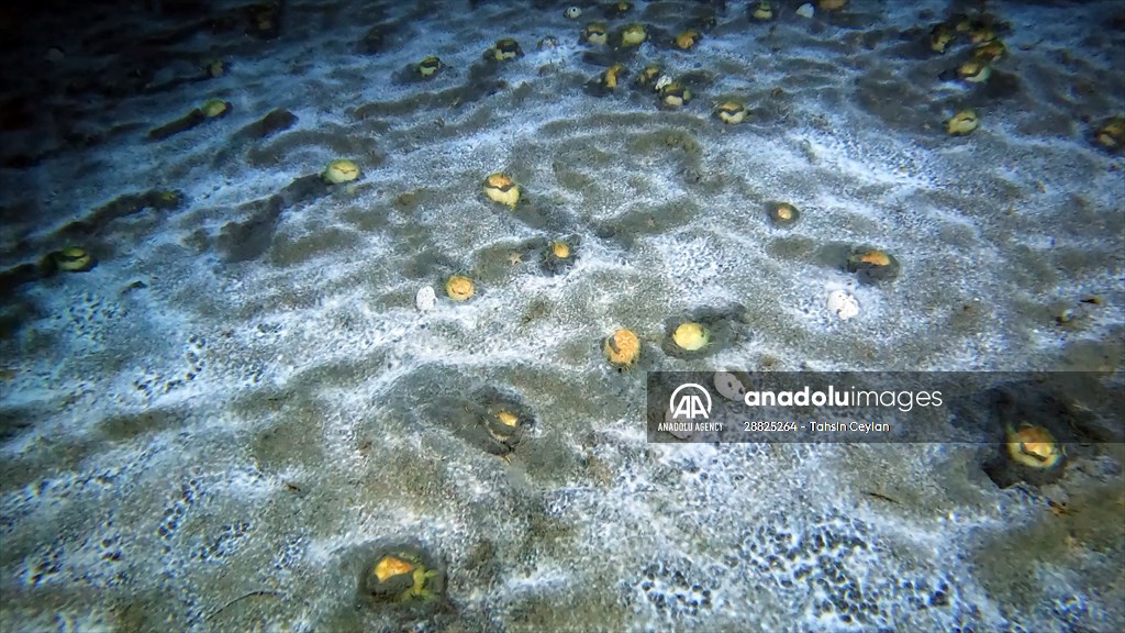 Brissopsis lyrifera, species of sea urchins of the Family Brissidae, above the seabed in Gulf of Izmit